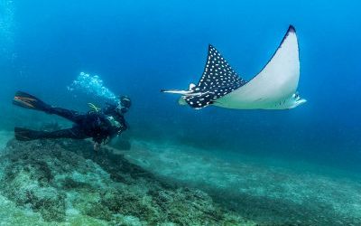 DISCOVER THE WONDERS UNDER THE SEA OF PUERTO VALLARTA