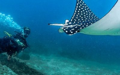 DESCUBRE LAS MARAVILLAS BAJO EL MAR DE PUERTO VALLARTA