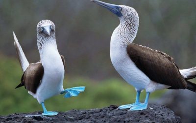 DESCUBRE UN MUNDO DE SONIDOS, FORMAS Y COLORES OBSERVANDO AVES EN PUERTO VALLARTA