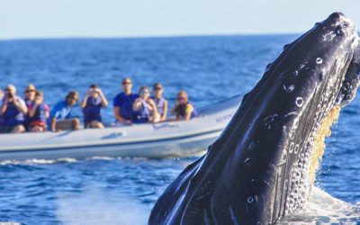 Sailing and whale watching in Puerto Vallarta