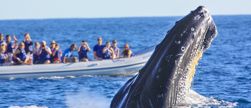 Sailing and whale watching in Puerto Vallarta
