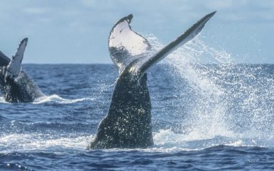 Whale watching in Banderas Bay.
