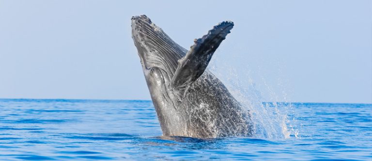 Whale Watching in Puerto Vallarta Tour